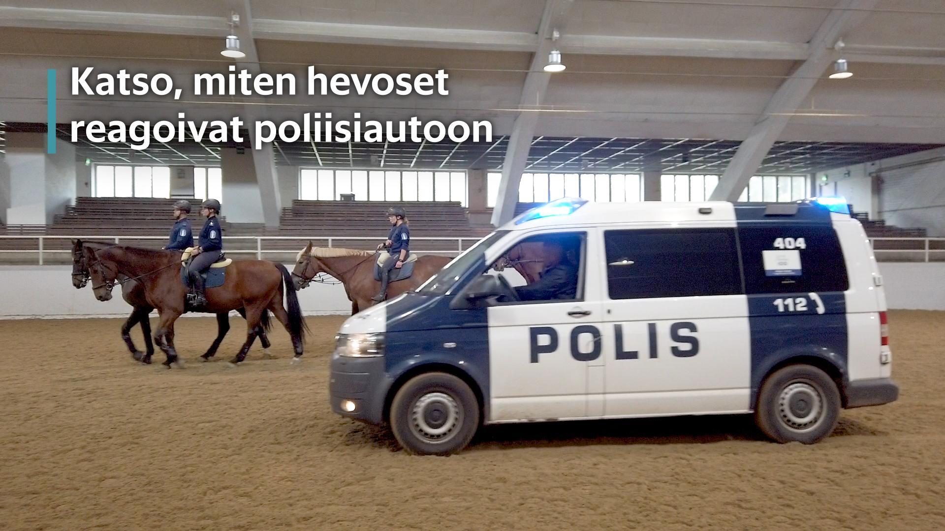 Katso, miten hevoset reagoivat poliisiautoon