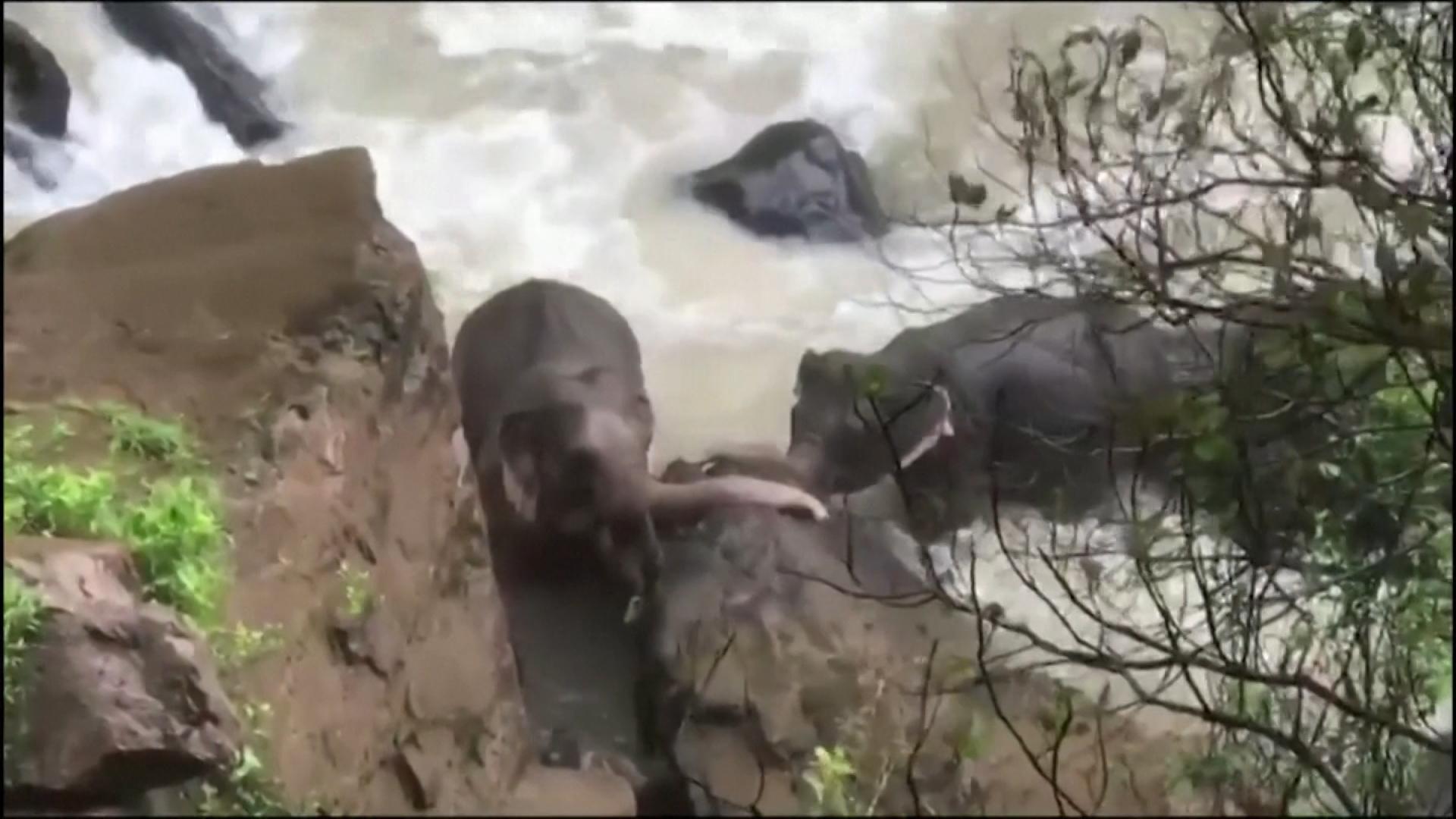 Videolla norsut kamppailevat henkensä puolesta vesiputouksessa