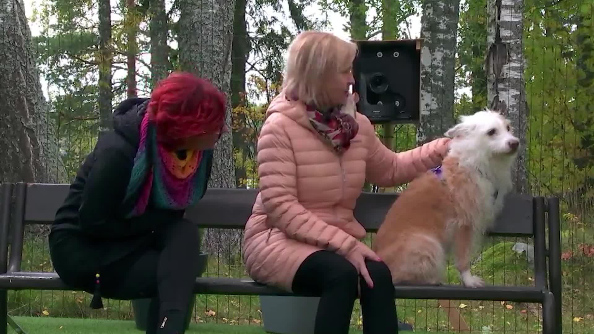 Kohtaus kuin elokuvasta! Varautunut Martta-koira yllättää kaikki Koti koiralle -ohjelmassa – "Tää on aika poikkeuksellista" 