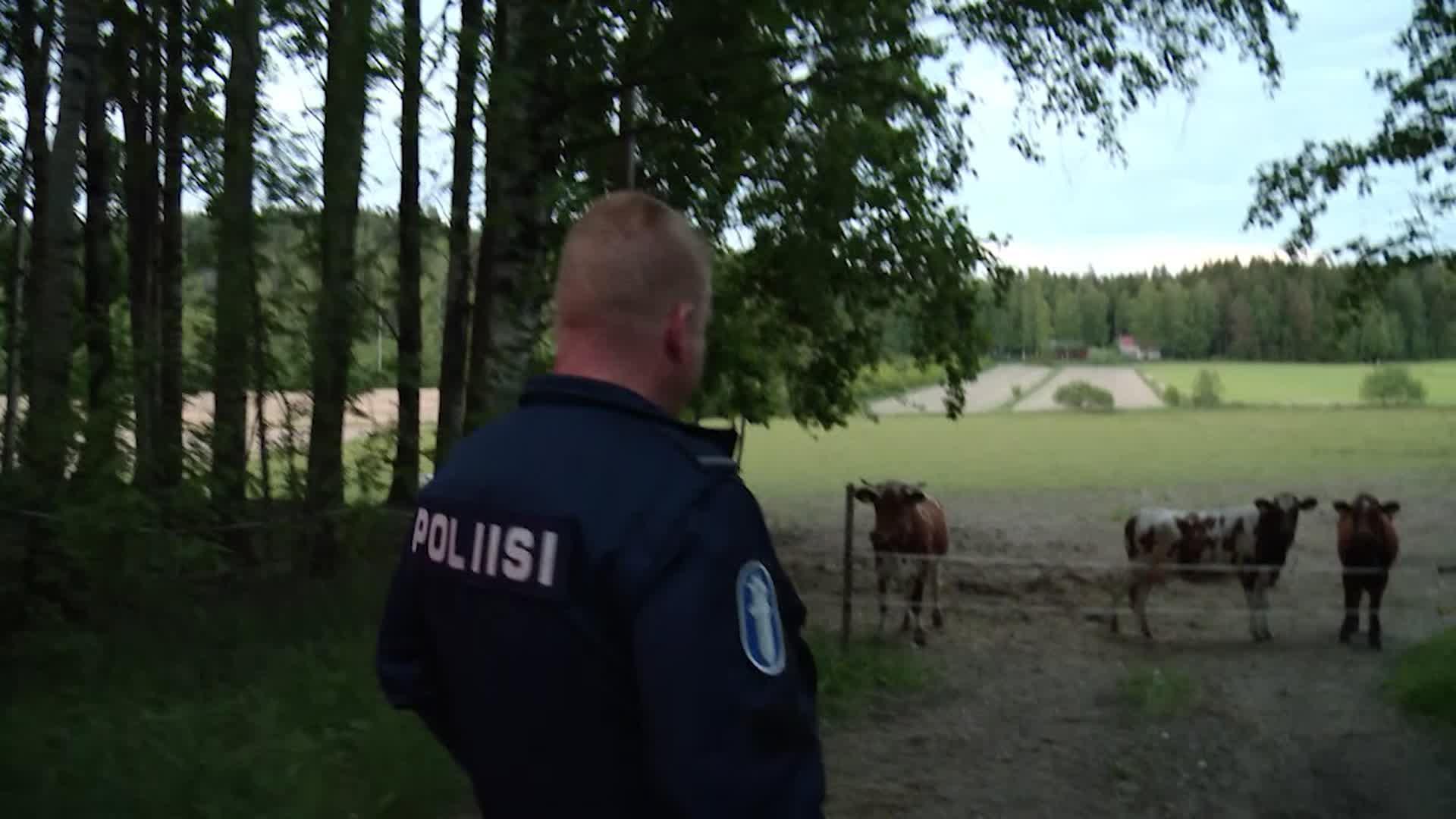 Hämeenlinnan poliisi saa odottamattoman tehtävän – partio etsii kadonnutta lehmää!