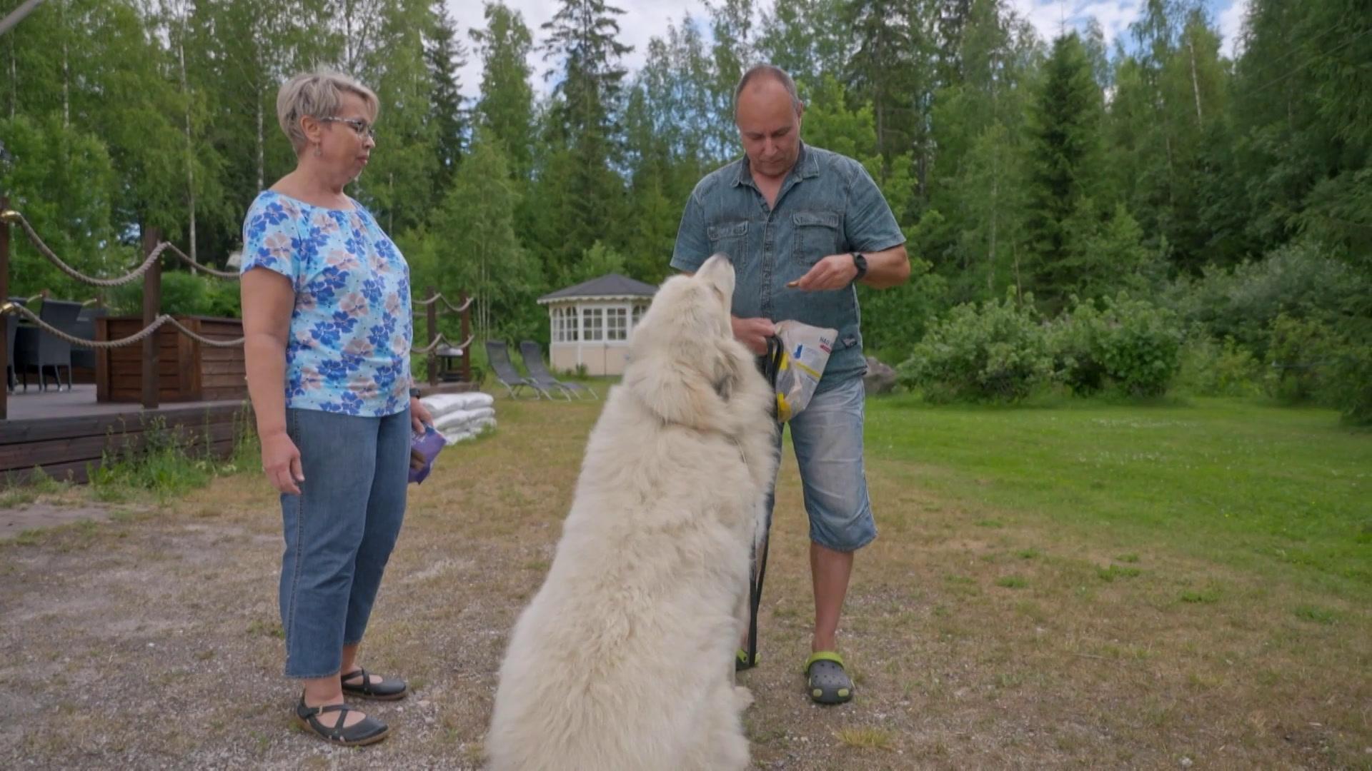 Omistaja harkinnut lopettamista – Suomessa harvemmin nähtävän jättikoiran kohtalo vaakalaudalla: "Vaikein koira sijoittaa"